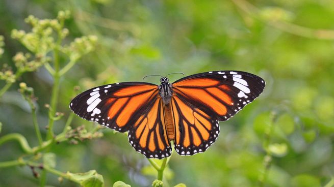 mariposa monarca