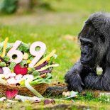 Fatou, la gorila en cautiverio más longeva del mundo, cumple 69 años. Fatou, la gorila en cautiverio más longeva del mundo, cumple 69 años.