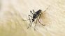 Brazil announced its national vaccine against dengue. Brazil announced its national vaccine against dengue.