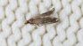 Clothing moths feel attracted to natural origin fibers. Clothing moths feel attracted to natural origin fibers.