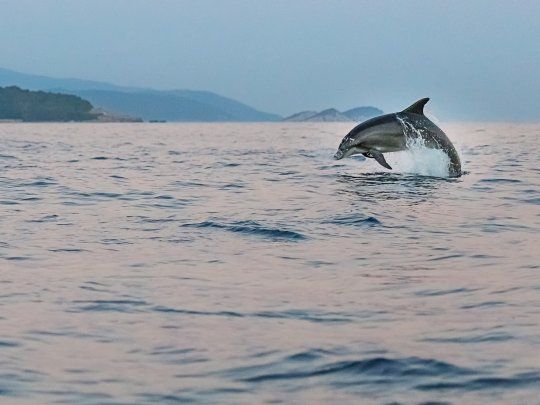 EL delfín gris está en peligro ante el grave riesgo de desaparición de la especie que habita en las aguas del río Amazonas﻿