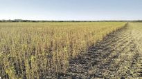 La sequía devastó la cosecha de soja.