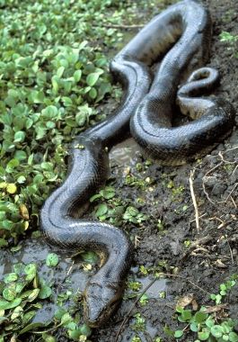 Desde 1936 que no se descubría un nuevo tipo de anaconda.