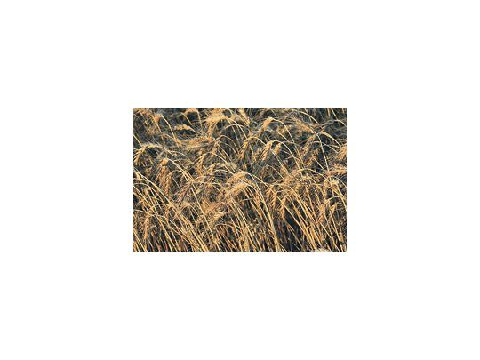 La cosecha mundial de trigo en la temporada 2010/11 caería a 641,20 millones de toneladas desde los 674,92 millones de 2009/10.