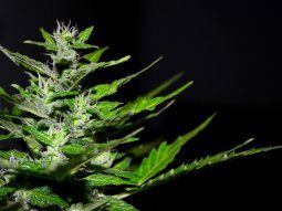 cannabis medicinal: se esperan inversiones tras reglamentacion cannabis medicinal: se esperan inversiones tras reglamentacion
