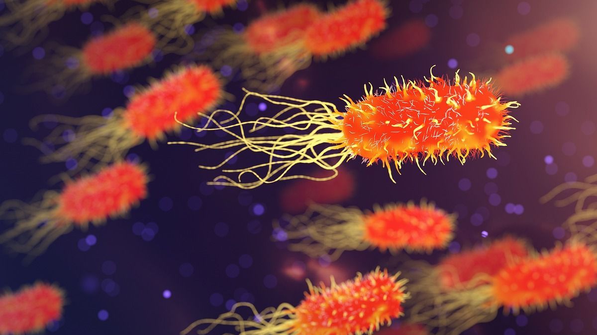 Health: scientists discover the relationship of intestinal bacteria with neurons