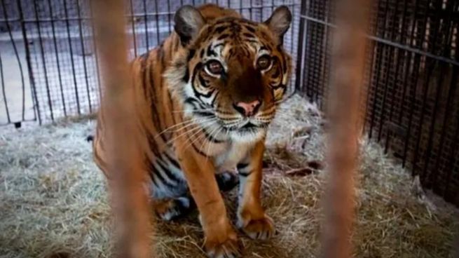 La tigresa Flora del Zoológico de Luján será trasladada a Países Bajos.