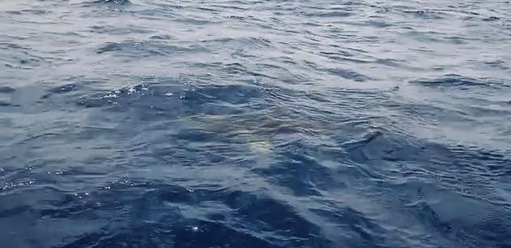 The sharks that attacked the diver belonged to the species Carcharhinus longimanus.
