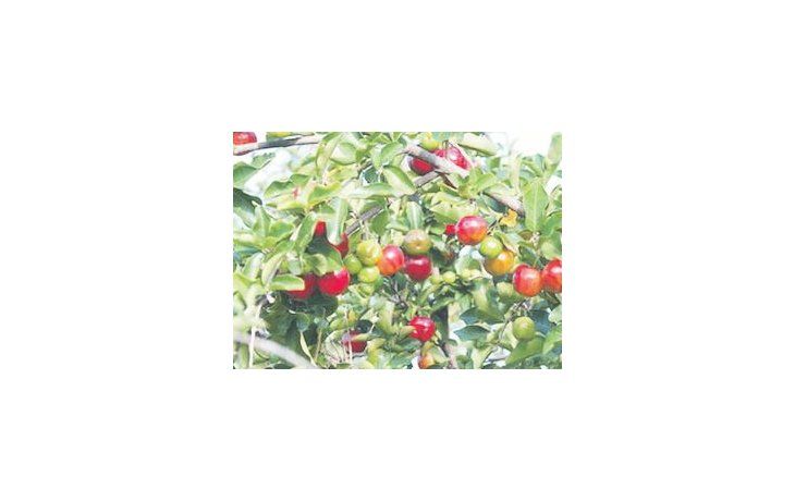 ámbito.com | El aspecto de los  frutos de la acerola es muy similar al de la cereza. Su árbol puede medir entre 3 y 6 metros de altura.