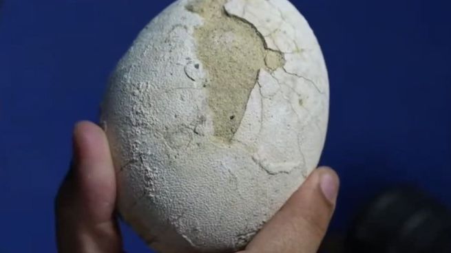 Descubren huevo de dinosaurio carnívoro en la Patagonia argentina.