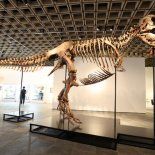 Un T-Rex podría venderse en u$s30 millones en EEUU. Un T-Rex podría venderse en u$s30 millones en EEUU.