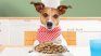 Dogs' favorite food is not meat, according to a recent study. Dogs' favorite food is not meat, according to a recent study.