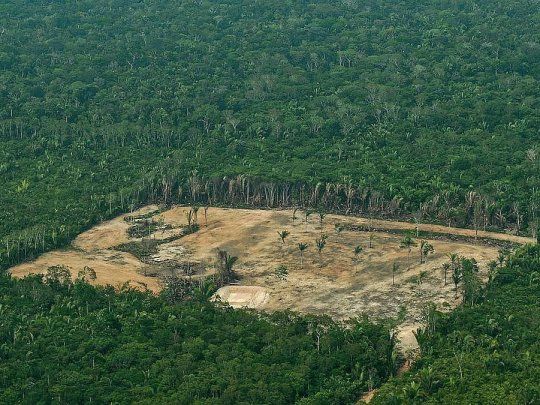 La tala ilegal causa estragos en la selva amazónica.