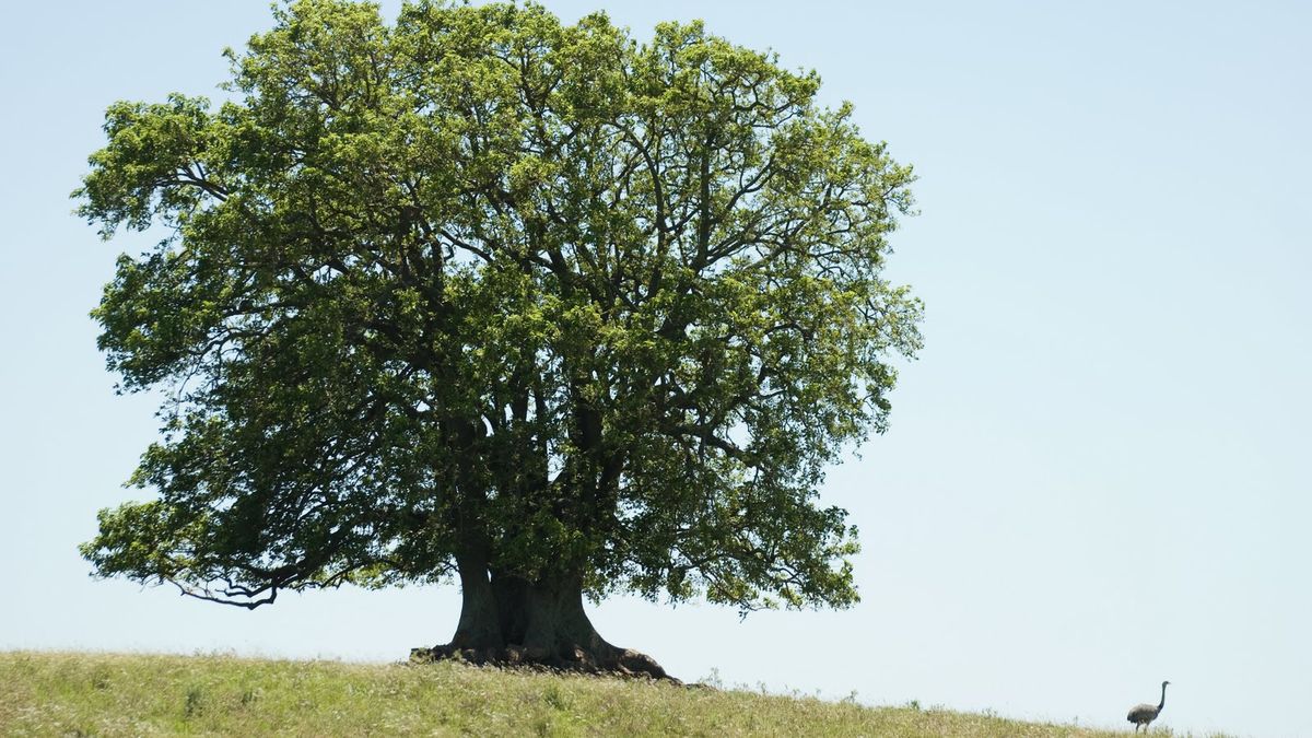 The ombú