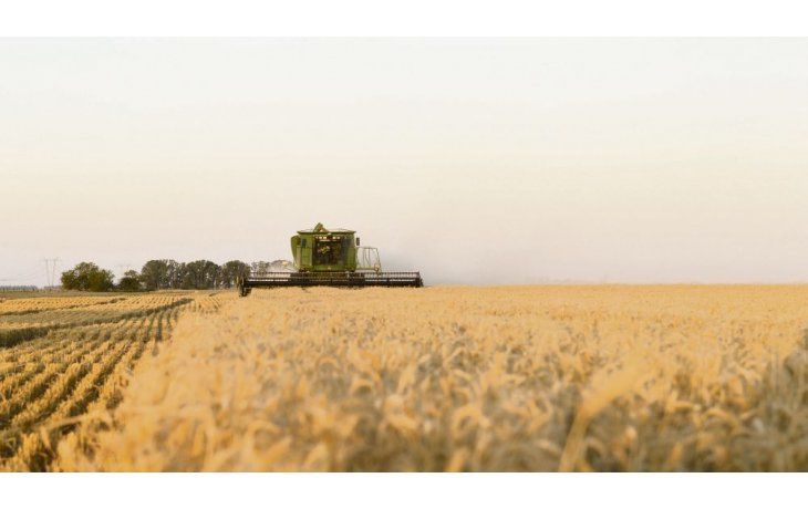 Momento de cosecha. En la Argentina la trilla del cereal avanza a buen ritmo pero a fases muy primarias, con alrededor del 8% del total. Además, el programa de embarques recién comienza.