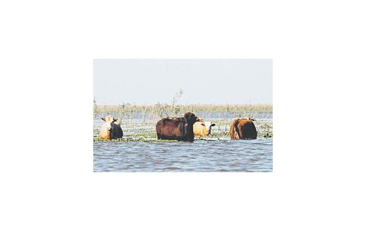 Se espera que esta semana se agrave la crecida del río Paraná, lo que elevaría la cota en varias zonas del Litoral. Por esa razón, aseguran que hay tiempo de descuento para retirar la hacienda.