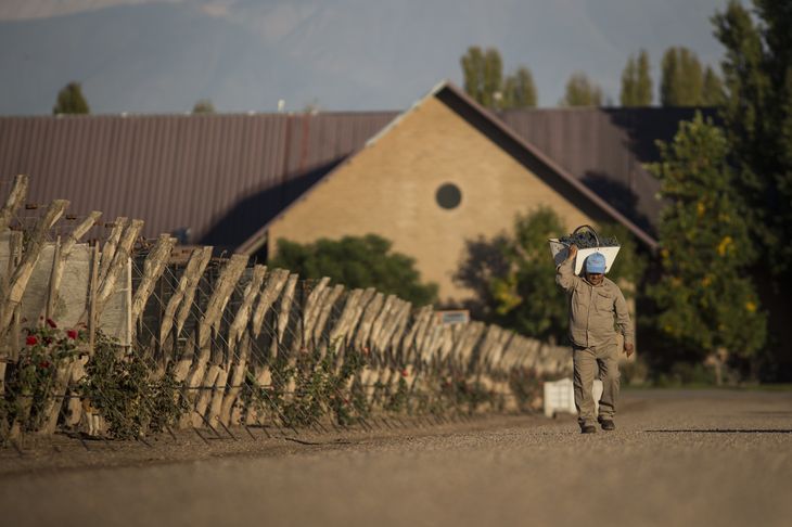 La finca de Agreglo en época de cosecha. La finca de Agreglo en época de cosecha.