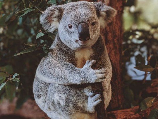 Son pocas los árboles que los koalas pueden digerir con facilidad, por ende, peligran.&nbsp;