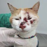 El diagnóstico fue confirmado a través de pruebas de biología molecular en el Instituto de Higiene. El estudio llevó a la notificación inmediata al Ministerio de Salud Pública y a la Comisión de Zoonosis. El diagnóstico fue confirmado a través de pruebas de biología molecular en el Instituto de Higiene. El estudio llevó a la notificación inmediata al Ministerio de Salud Pública y a la Comisión de Zoonosis.