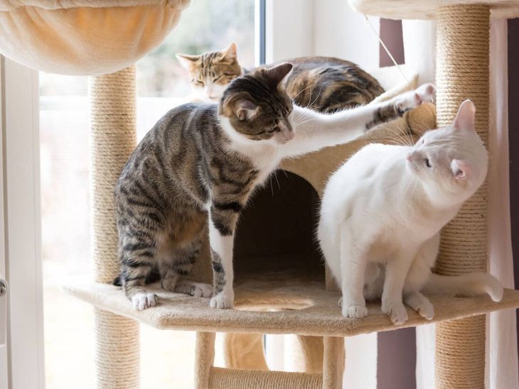 El 8 de agosto se celebra el Día del Gato por iniciativa del Fondo Internacional para el Bienestar Animal (IFAW en inglés). El 8 de agosto se celebra el Día del Gato por iniciativa del Fondo Internacional para el Bienestar Animal (IFAW en inglés).