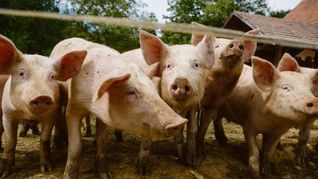 ámbito.com | Tapa campo