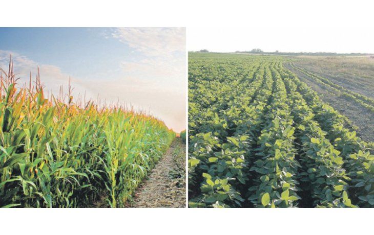 Margen bruto. En un planteo 70% soja y 30% maíz en campo propio el margen bruto para el productor sería de u$s176 por hectárea, mientras tanto en campo arrendado baja a u$s35.