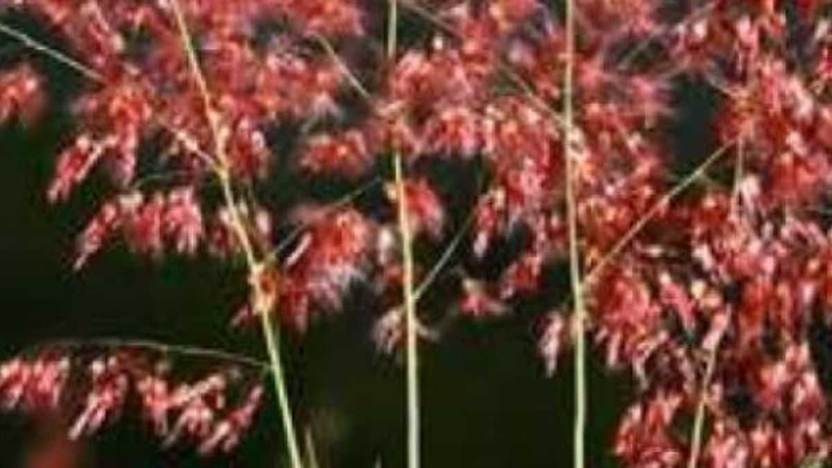Why is pink grass a biological invasion in Uruguay?