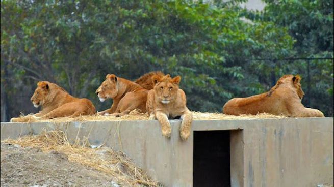 Una nueva alternativa educativa para aprender de especies sin el maltrato de las mismas es lo que propone este zoológico australiano&nbsp;