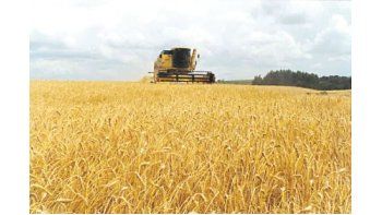 Envíos dorados. El trigo es el principal producto de exportación. En el primer semestre del año representó el 66% de las importaciones del país vecino.
