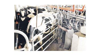 En el segundo semestre de 2012 la producción de leche cayó el 6% respecto del mismo período de 2011 y se espera que el volumen siga cayendo en el primer semestre de este año.