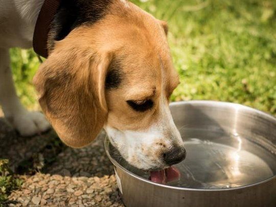 Lo principal es mantener las mascotas hidratadas con agua fresca.