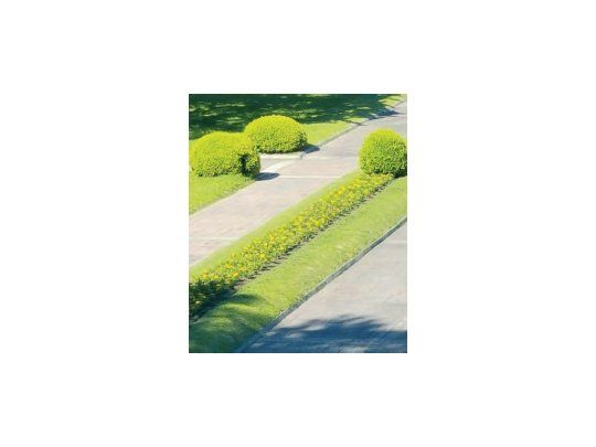 Cristina de Kirchner hizo plantar flores amarillas en los jardines de la quinta de Olivos.