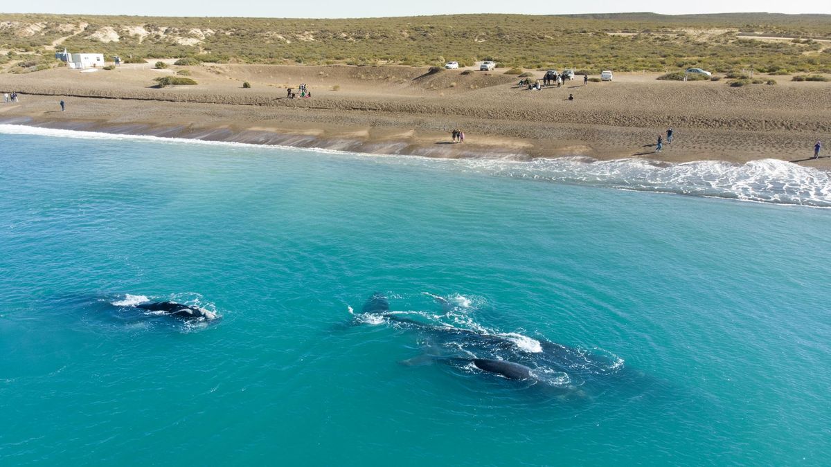 Nature in its maximum splendor: the charming destination of Argentina to admire whales and penguins