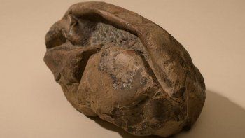 El huevo encontrado en&nbsp;la Isla Seymour de la Antártida.