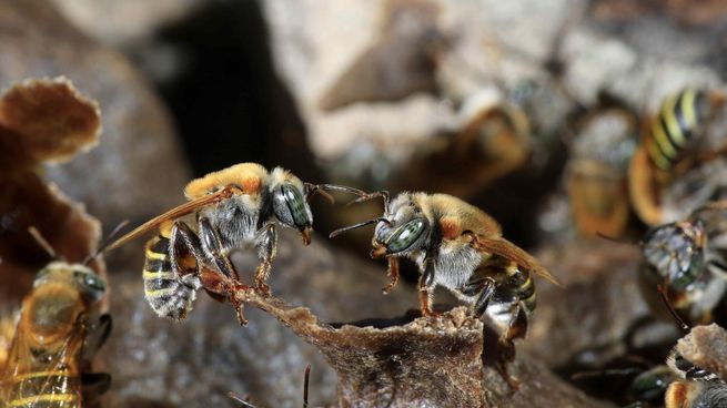 Abejas sin aguijón.jpg