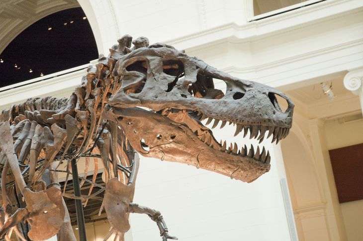 El estudio de fósiles de dinosaurio permitió a los investigadores conocer ecosistemas y condiciones climáticas completamente diferentes a las actuales. El estudio de fósiles de dinosaurio permitió a los investigadores conocer ecosistemas y condiciones climáticas completamente diferentes a las actuales.