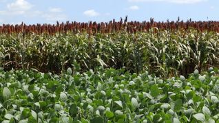 Pese al impacto de la sequía, el sector agropecuario creció un 5% en 2023.