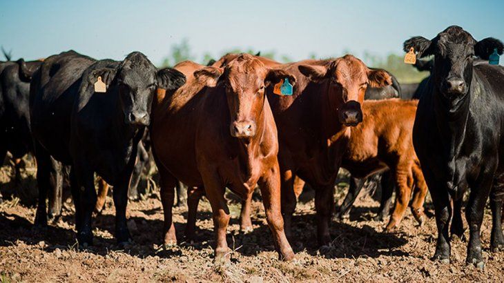 Actualmente, la compañía abastece entre el 60% de la faena y el 20% del consumo de carne de Salta.