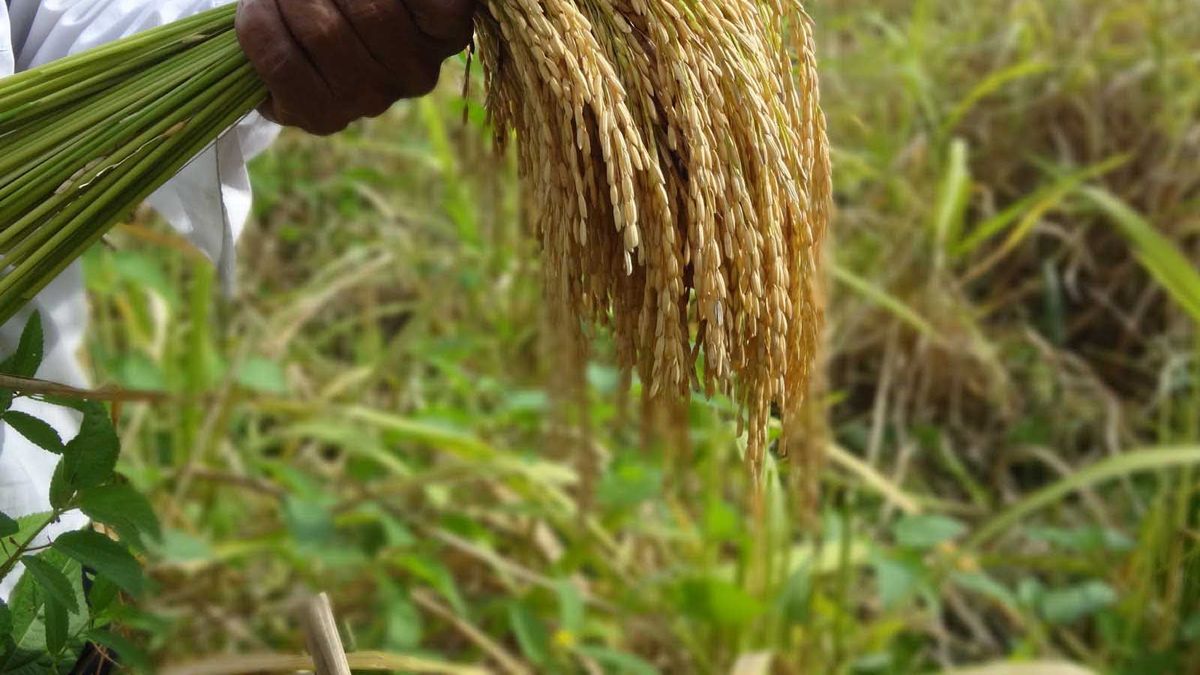 The rice harvest obtained a yield of 9,336 kilos per hectare