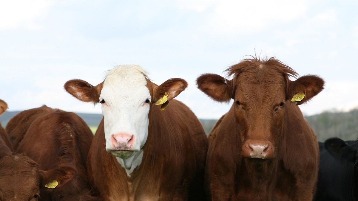 Semana clave para el campo: se define cómo seguirán los envíos de carne en 2022
