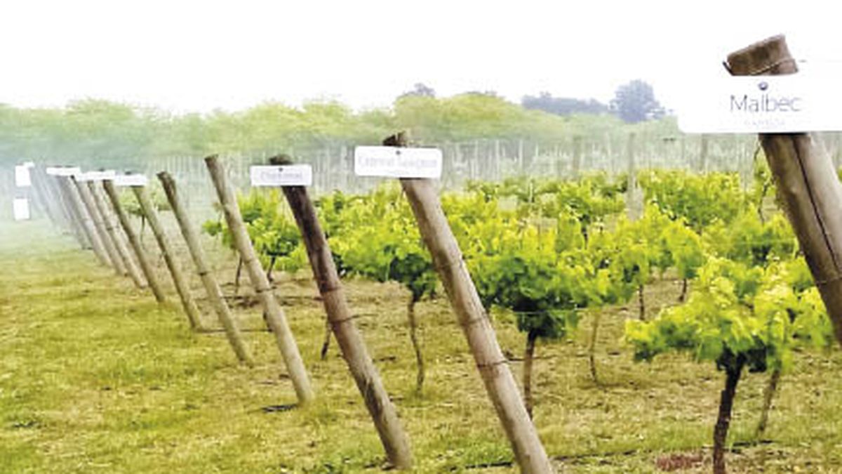 The dream of undertaking in the world of wine, is possible