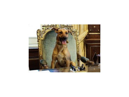 Balcarce, la mascota de Mauricio Macri, en el sillón presidencial..