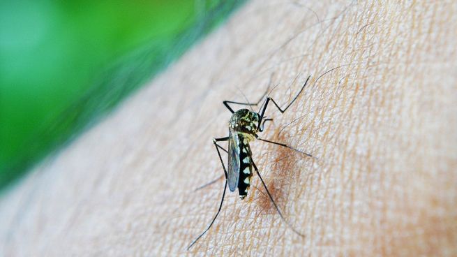 Ante el aumento de casos de dengue, piden a la población reforzar los cuidados para la prevención de las enfermedades.