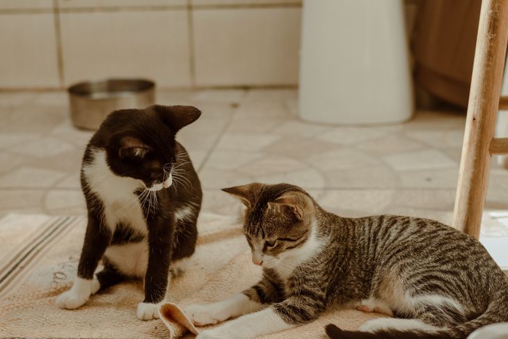 La imagen del gato distante quedó cada vez más atrás en los últimos años. La imagen del gato distante quedó cada vez más atrás en los últimos años.
