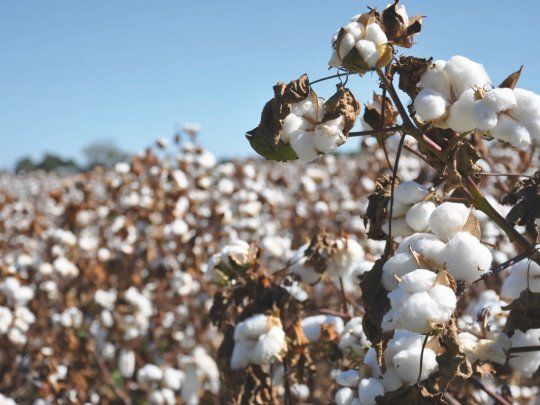 Se anunció formalmente la aprobación comercial del primer evento biotecnológico aplicado al algodón desarrollado por una empresa argentina.