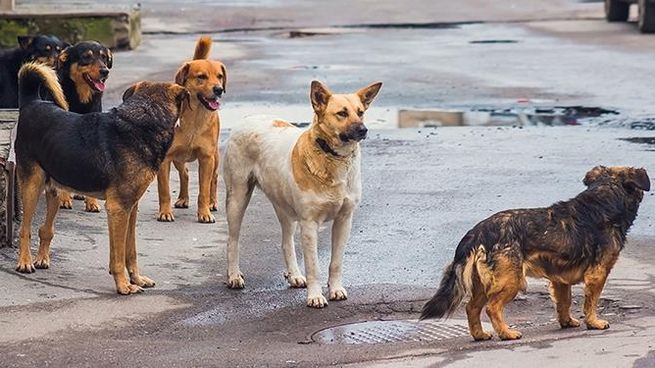 Esta ciudad implementó políticas y los perros son tratados como reyes.&nbsp;