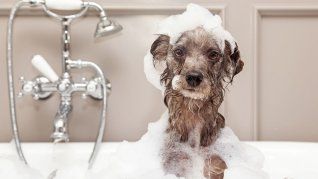 De acuerdo a la ciencia, el contacto con extraños, el ruido del secador y la pérdida de control pueden alterar a tu perro a la hora de bañarse.&nbsp;