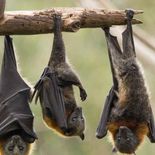 la planta popular en mexico que ayuda a ahuyentar murcielagos de tu hogar la planta popular en mexico que ayuda a ahuyentar murcielagos de tu hogar