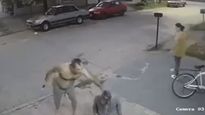 sorprendio a un adolescente robando, lo amenazo con un machete y lo obligo a pedir perdon de rodillas