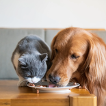 Los siete cuidados bucales que hay que tener en las mascotas. Los siete cuidados bucales que hay que tener en las mascotas.